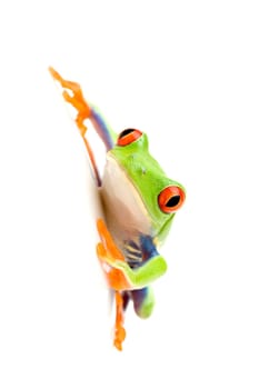 frog on white