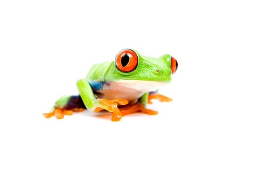 frog closeup on white