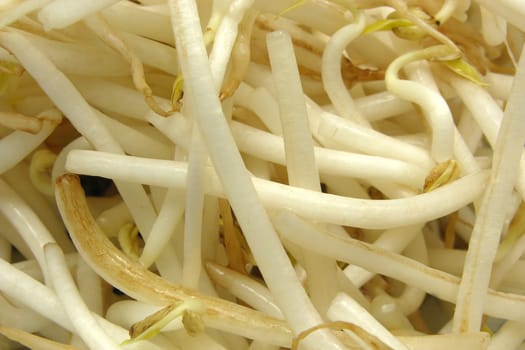 Bean sprouts in close-up