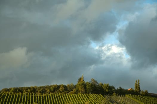 Dark clouds over a vineyard