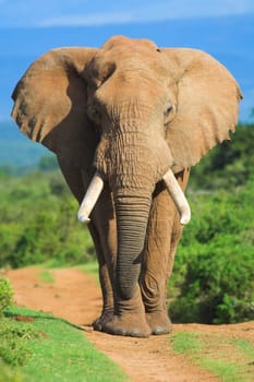 Elephant portrait