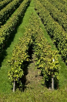 Vines in the vineyard
