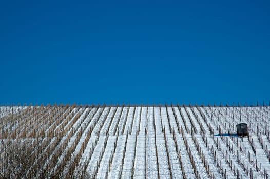 Snow in the vineyard