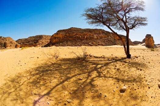 Acacia in Wadi Arad
