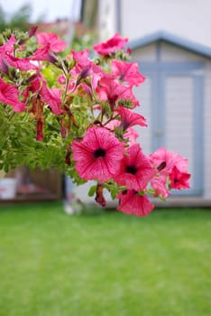 Petunias hanging basket