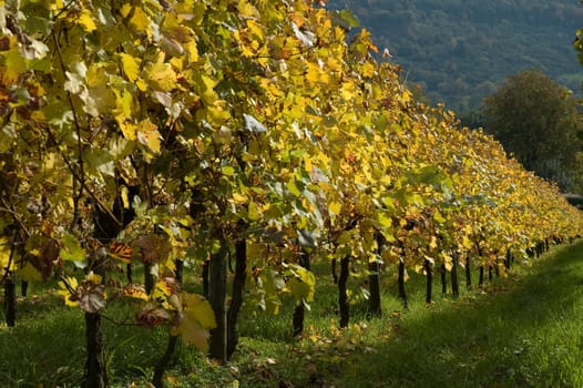 Vines in the vineyard