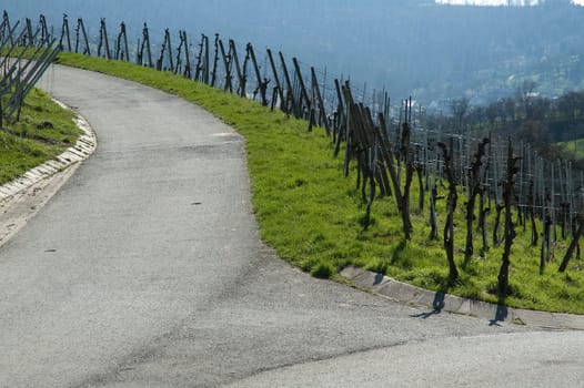 Dirt road in the vineyard