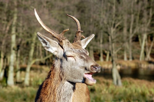 Laughing Deer 2