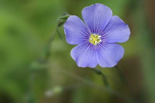 Linum perenne,flax,perennial flax