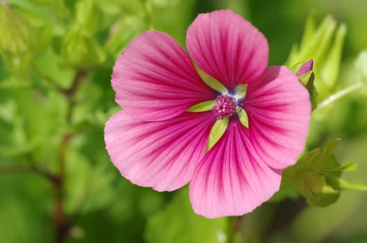 mallow,malva,garden,summer,flower
