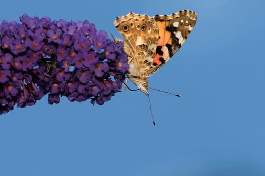Painted Lady,Vanessa cardui