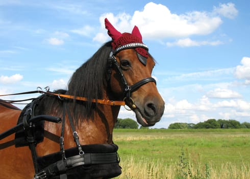 Carriage pony