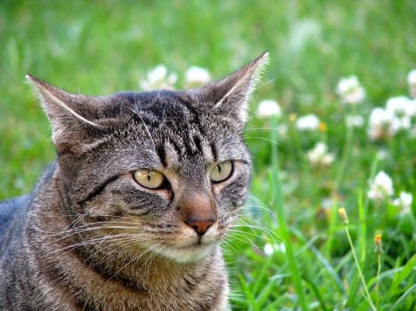 Cat Portrait