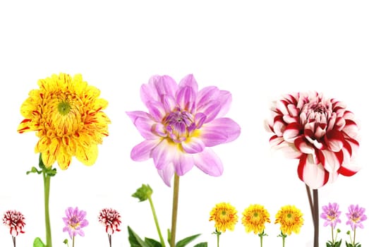 Summer Flowers