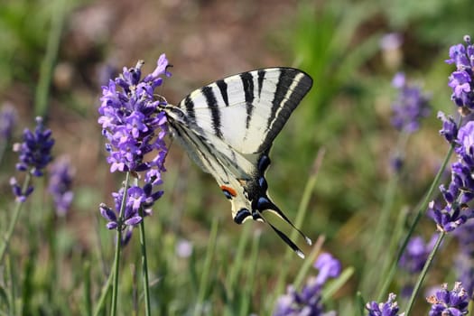 Scarce swallowtail