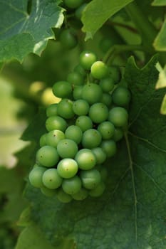Grape
