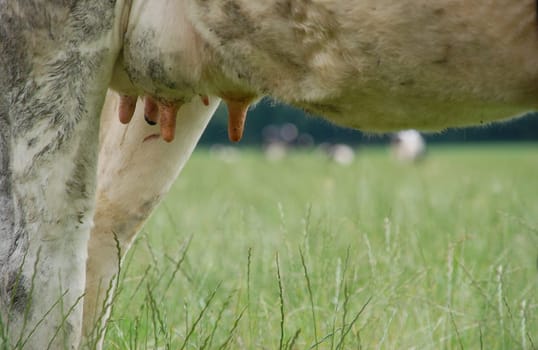 Cow's udder