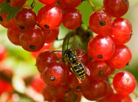 Wasp on currants,currant