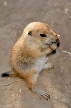 Little Prairie Dog