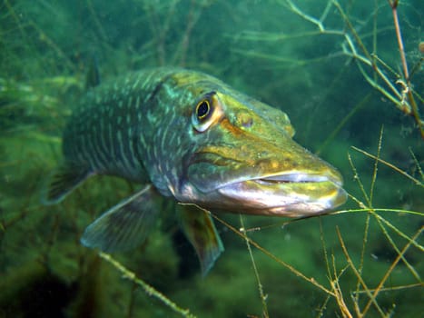 Pike