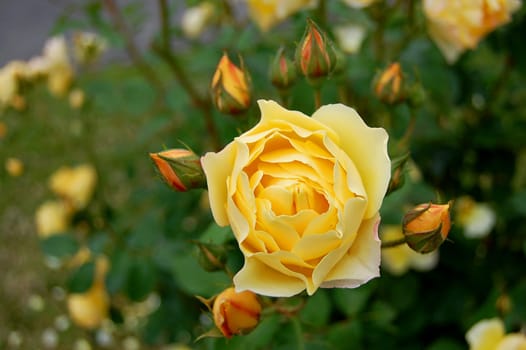 Roses
