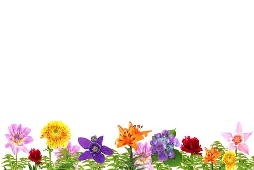 Summer Flowers