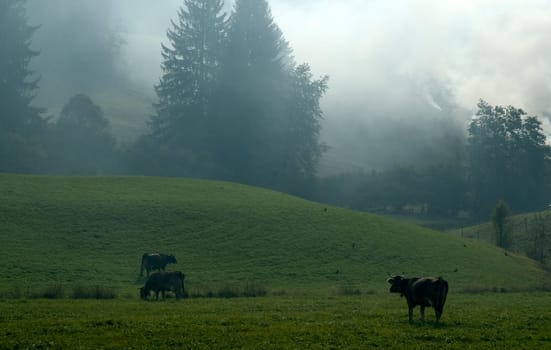 Fog on an alpine pasture