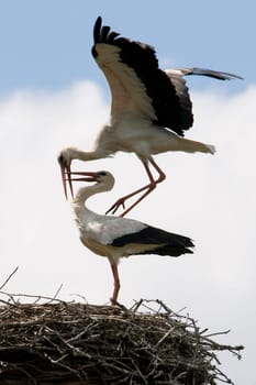 Stork