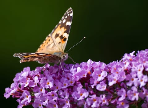 Butterfly C-Fox