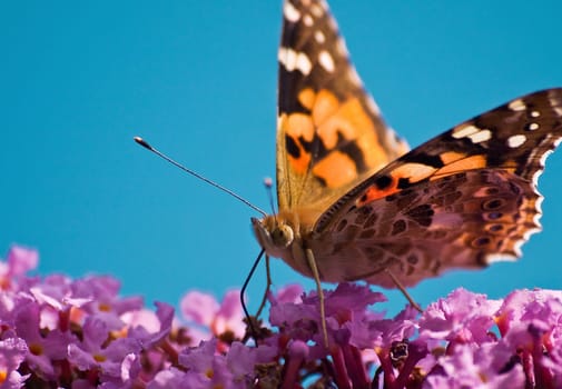 Butterfly C-Fox