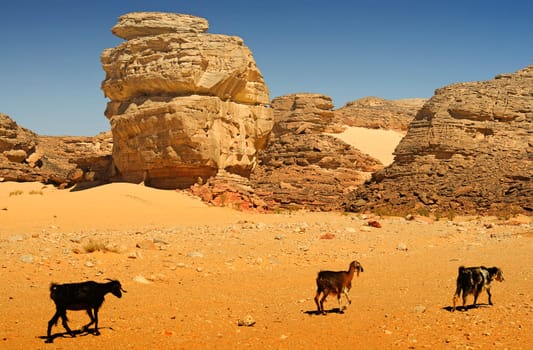 Goats in Wadi Arad