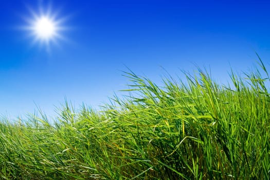 Green meadow under blue sky