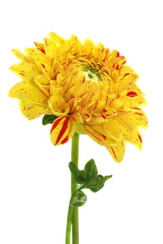 Dahlia