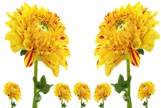 Dahlias