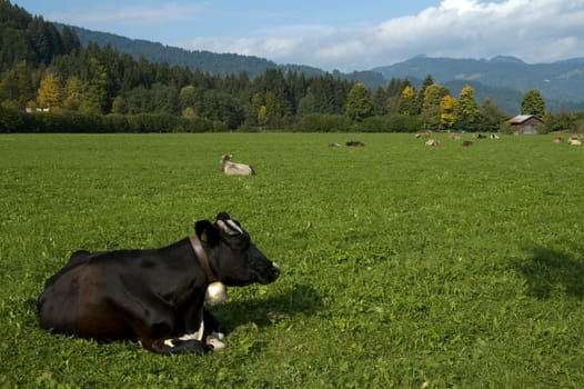 Cow on an alpine meadow