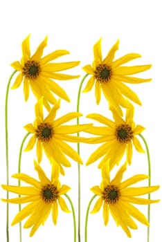 yellow flowers