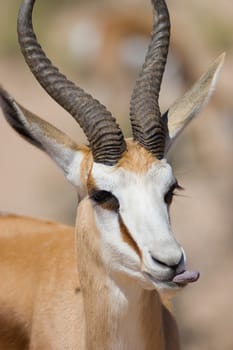 Headshot of Springbok with its tongue out