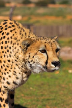 Stalking Cheetah