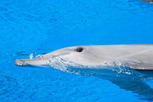 Bottlenose Dolphin