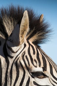 Zebra