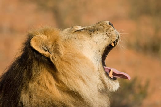 Lion Yawning