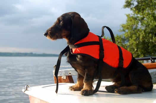 Dachshund with life jacket 2