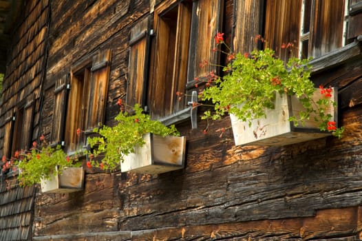 Geraniums in a flower box