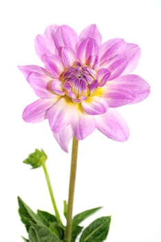 Dahlia