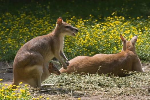 Female wallaby with joey in pouch-horizontal