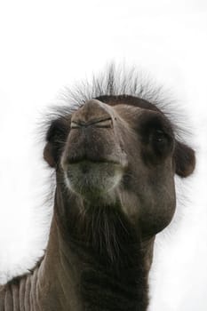 Bactrian camel