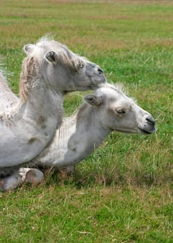 Lying camels