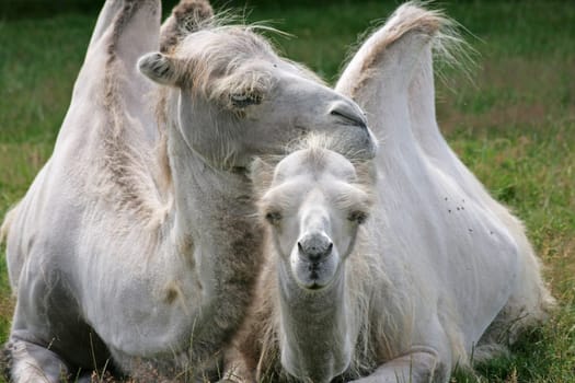 Love among camels