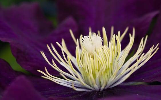 Clematis