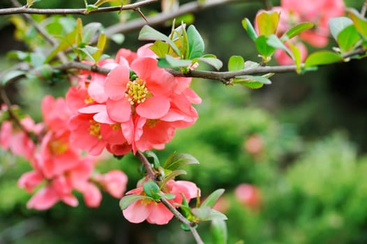 japanese quince branch - blossoming